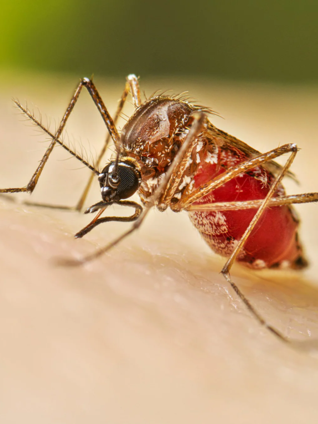 8 Essential Tips to Prevent Dengue